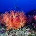 coral_soft_arch_h_0705_png1019.jpg